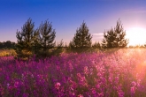 Wildflowers