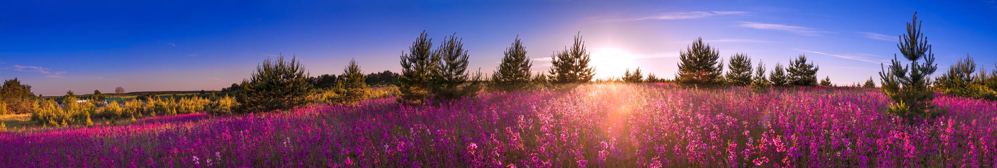 Wildflowers