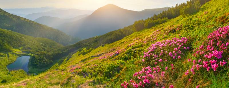 Wild Flowers