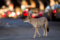 Urban Coyote Initiative (2016)