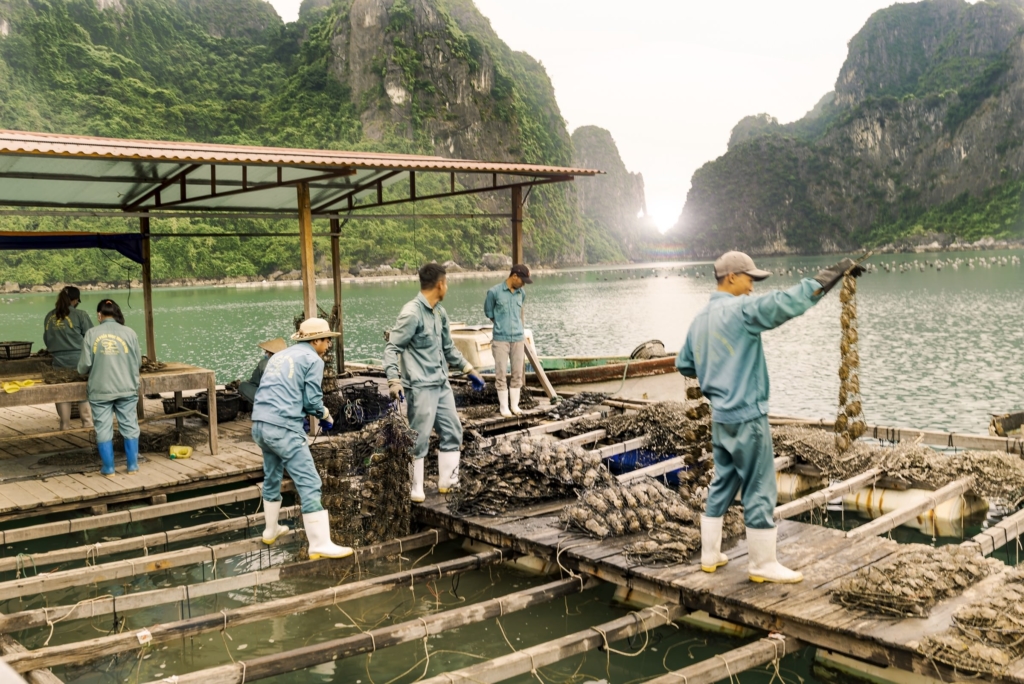 Floating Oyster Farm