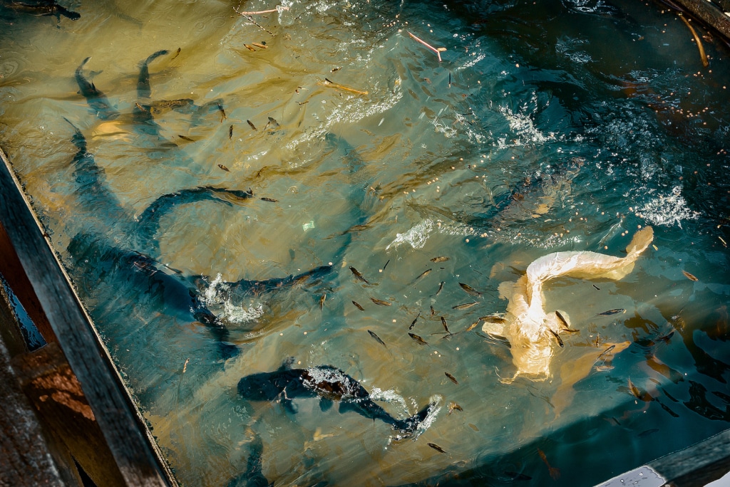 Mekong River Catfish