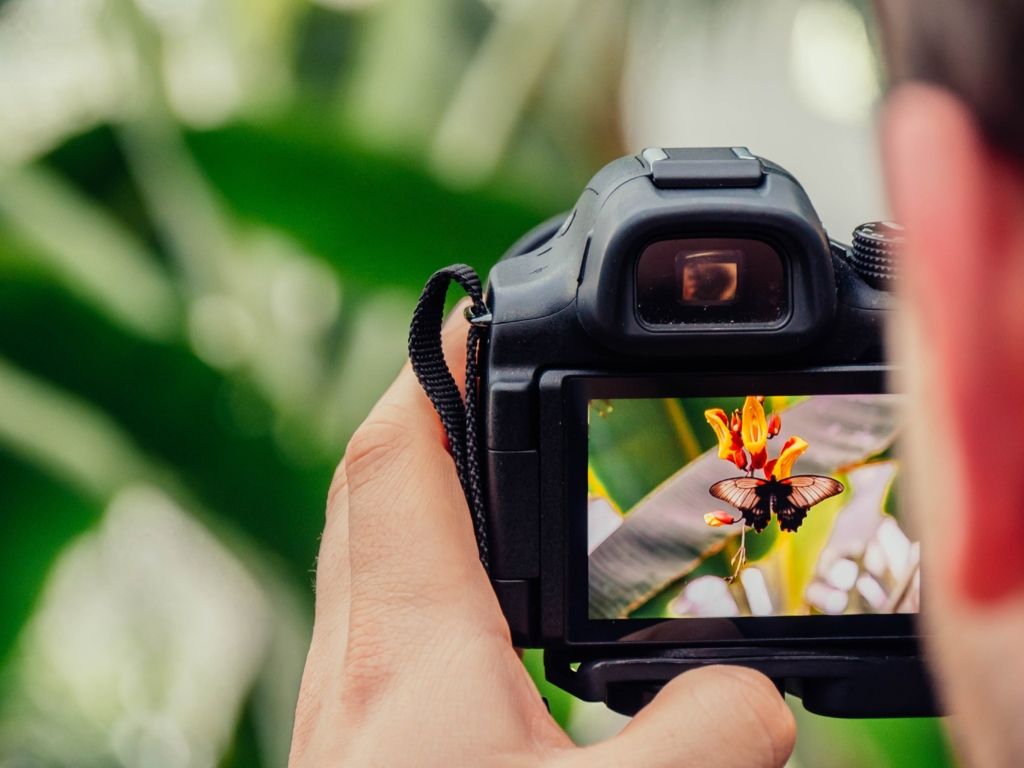 black dslr capturing a yellow flower and butterfly photo | Imagely A close up shot of a person holding a camera and zooming in on a butterfly