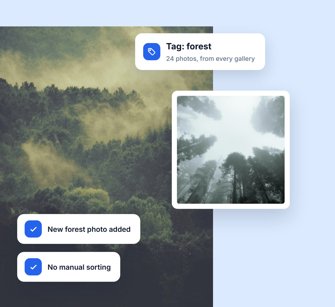 A dynamic gallery built from the forest tag with 24 photos from every gallery, adding new forest photos on its own, over a misty forest
